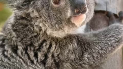 Omeo was the size of a stick of butter when his mother passed away. Today, he's a mighty marsupial.