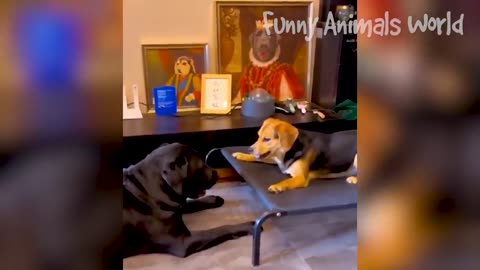 funny dogs