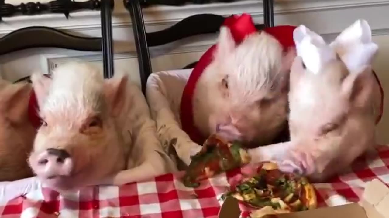 Pretty Pug and Piggies Partake of Pizza