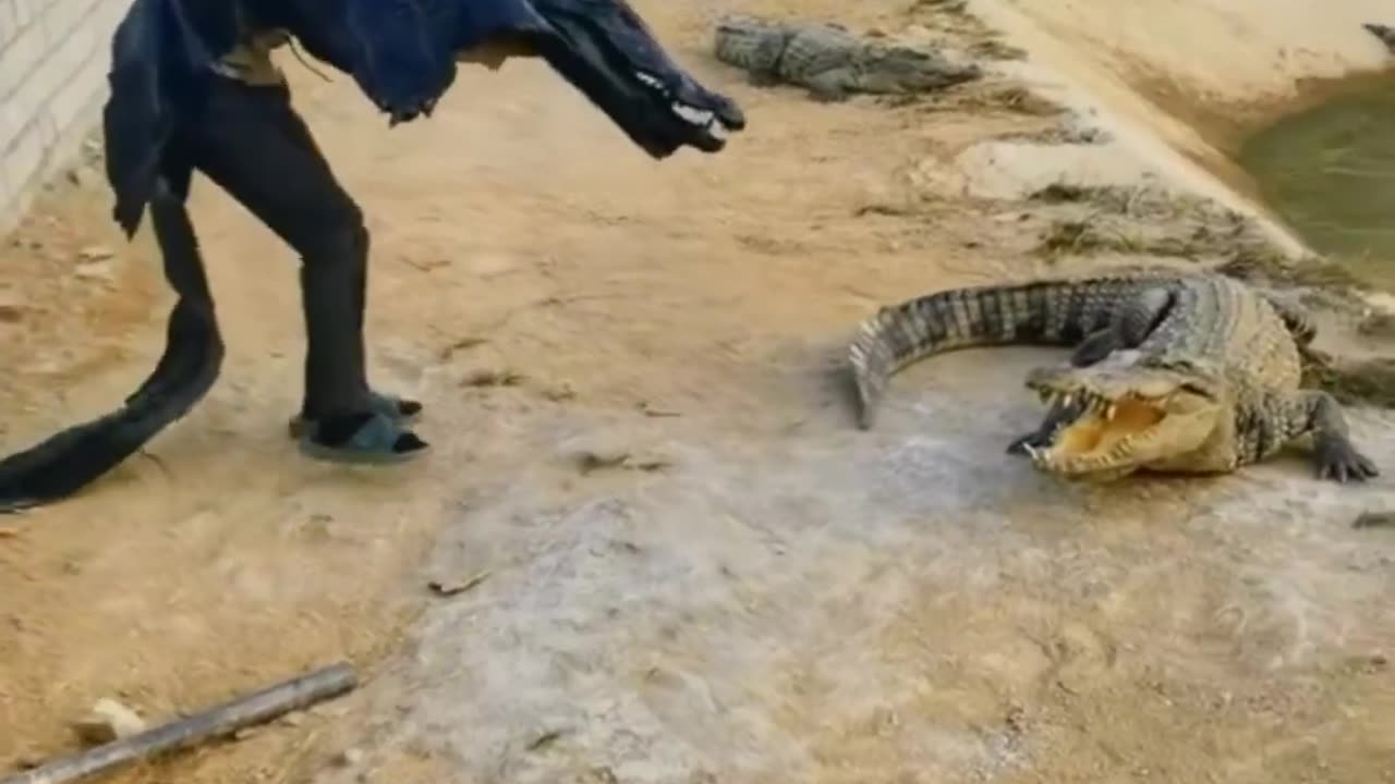 Funny crocodile