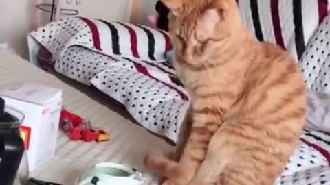 cat funny video