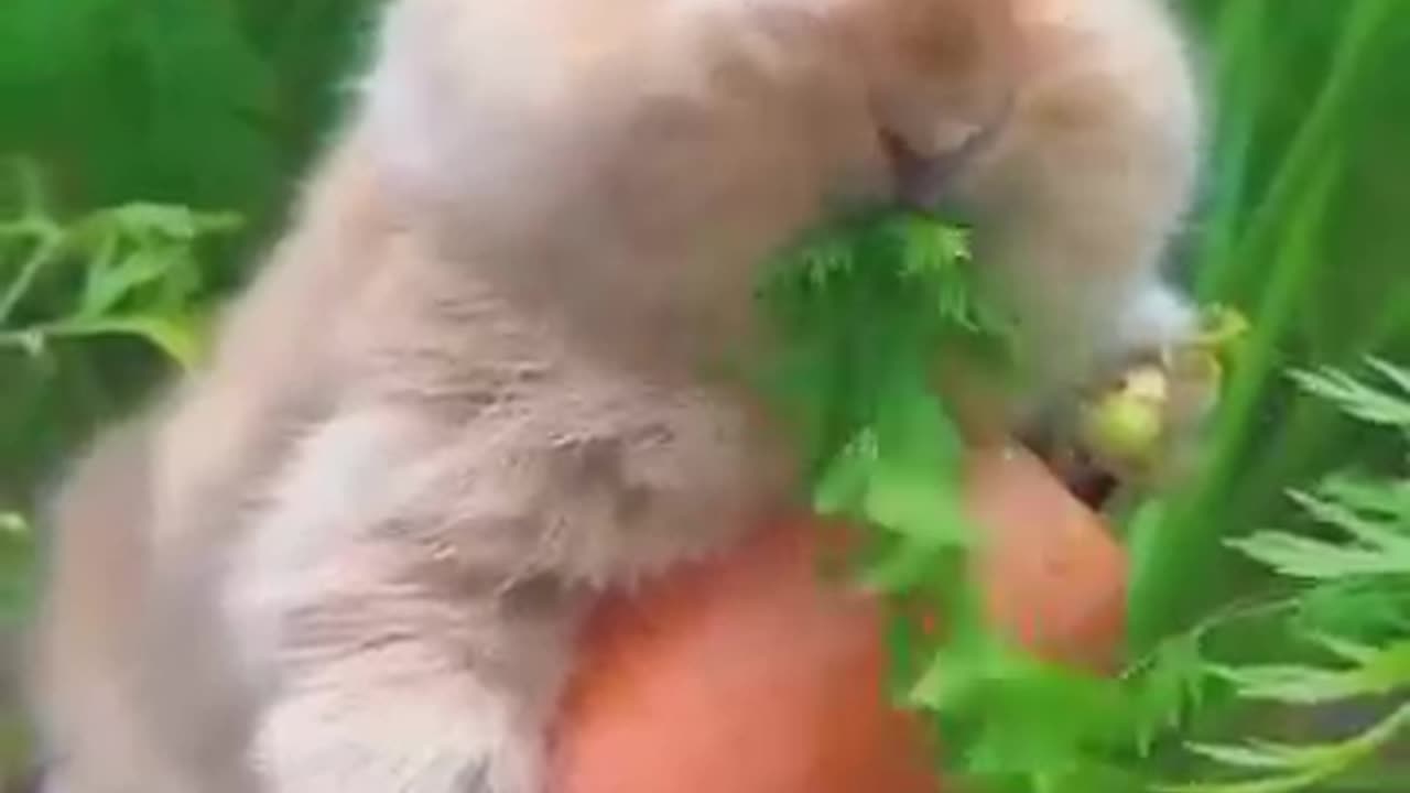 baby rabbit eating carrot