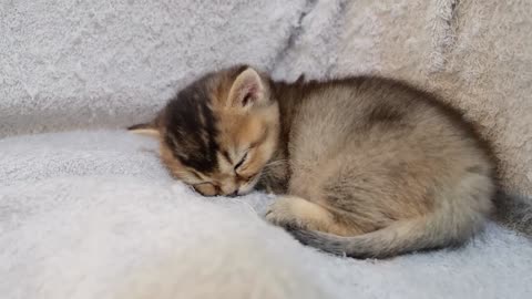 Funny cat, funny animal