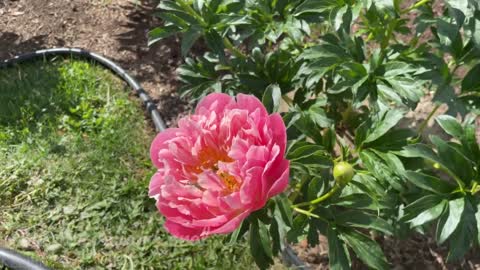 Canadian Peony Society Virtual Show