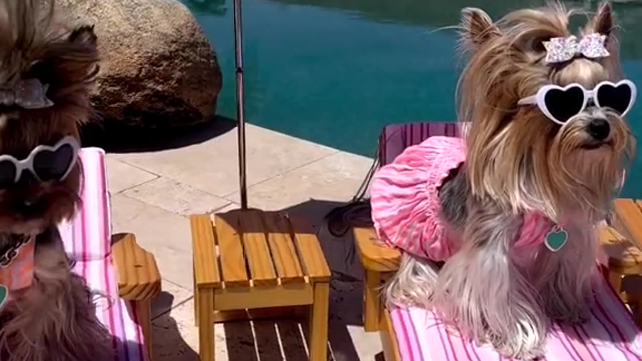 Best viedo for dog ever