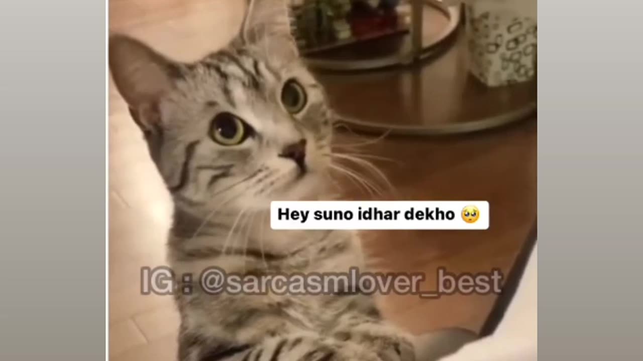 BEST funny moments cats