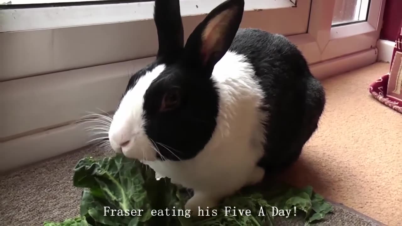 Johnboy1uk - Fraser The House Rabbit (2009)