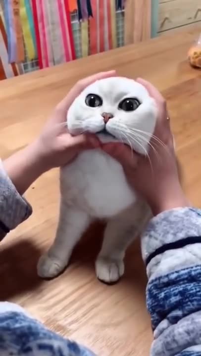 Most Satisfying Funny Cat Video 😂🤣🤣😂 #shorts