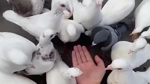 Fuuny animal