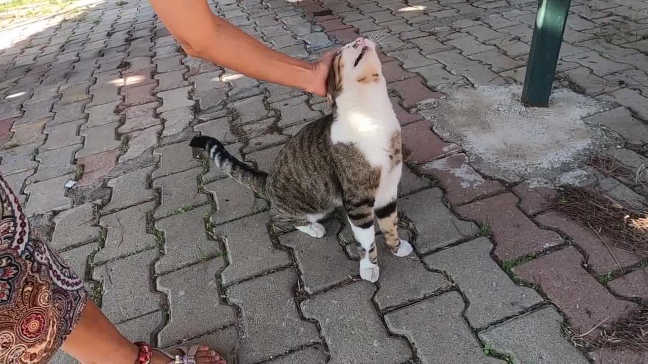 Ginger cat gently slapping me is so cute