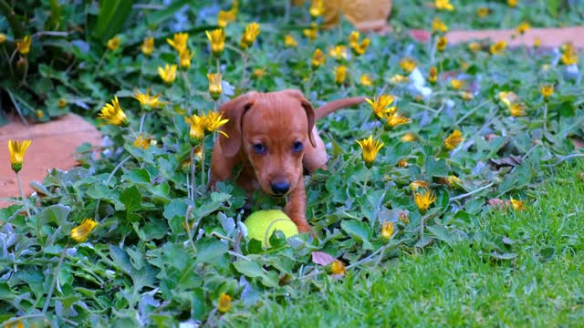 cute dog playing in the green garden