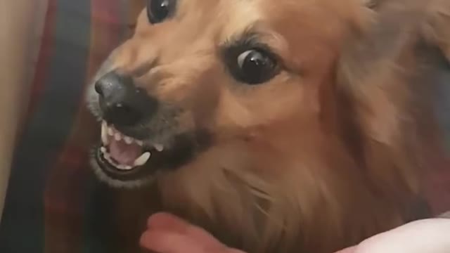 Funny angry dog video