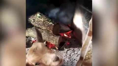 Goats Get Warm By Fire