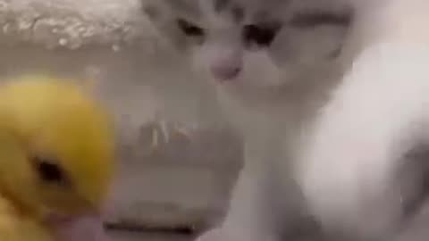 Funny cat 😺😺😺 video