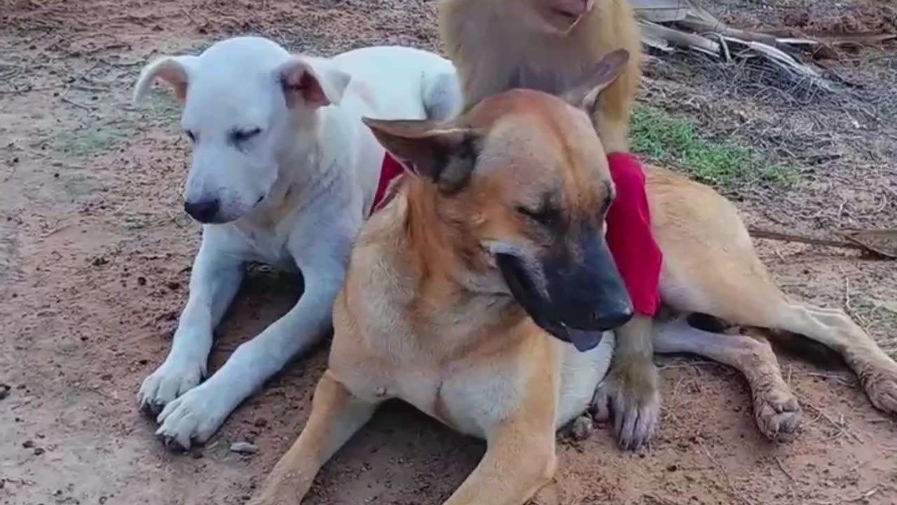 Lovely Animals very Peaceful life in the World orld