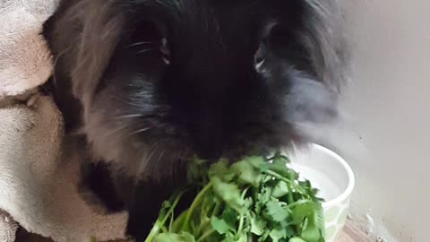 Lionhead rabbit eating cilantro