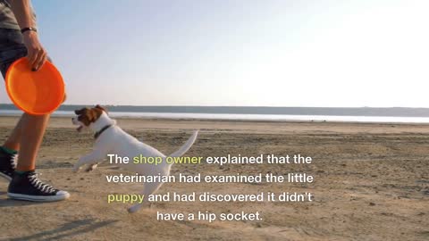Puppies for Sale (Understanding) - Short Inspirational Story Understanding