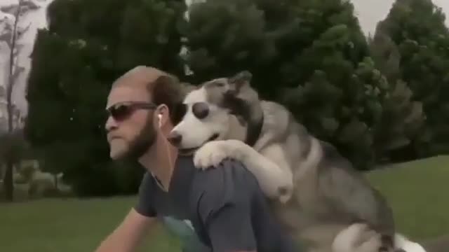 Take the dog for a ride