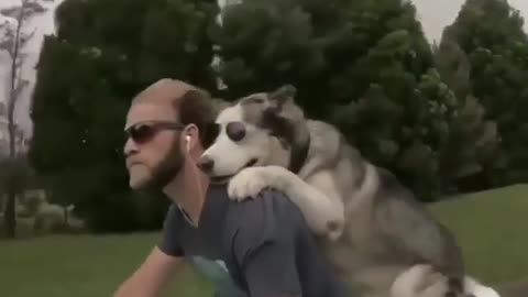 Take the dog for a ride