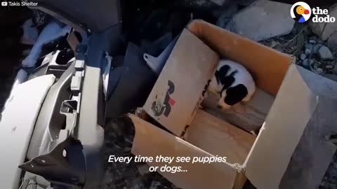 Guy Finds Three Adorable Puppies Abandoned In A Box | The Dodo