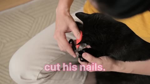 Cat cutting his nails