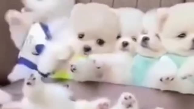 Baby Dogs - Cute and Funny Dog Videos Compilation|| Pet City