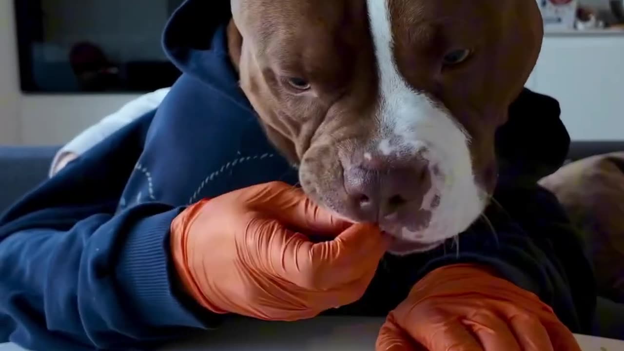 My Pitbull Tries McDonald's for the First Time with hands | Choco Loves McNuggets!