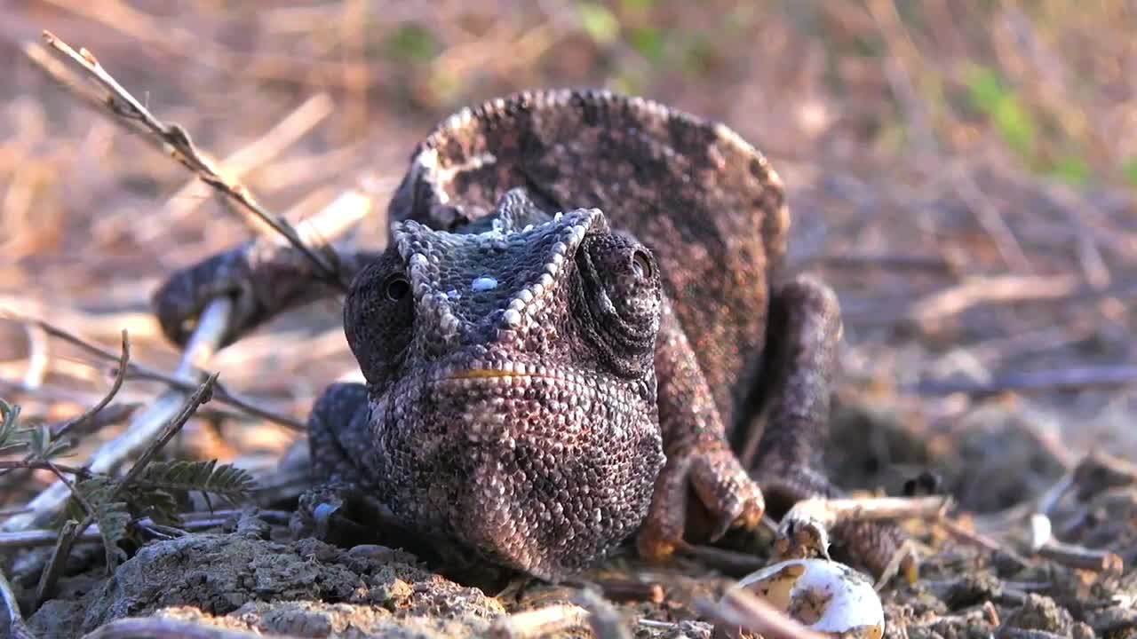 The Color-Changing Lizard