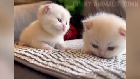 Cute funny animal video #funny#fun#animel