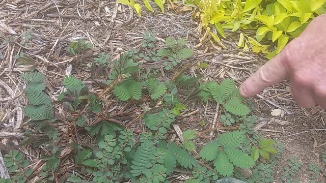 plant folds up when touched