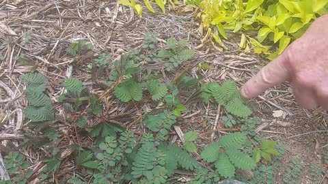 plant folds up when touched