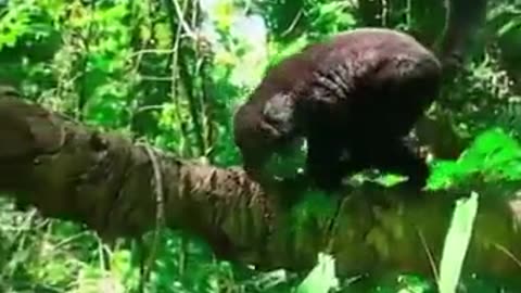 Nature is crazy