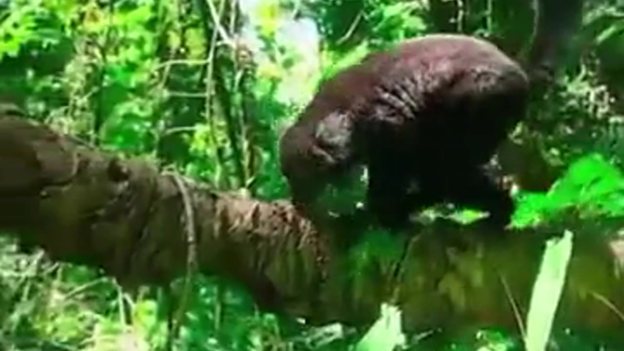 Nature is crazy