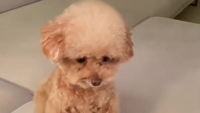 Smileys explained by animals(dogs) ... Try not to laugh 😂🤣