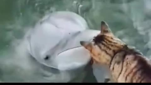 The Love Story of Cat and Dolphin at Sea.