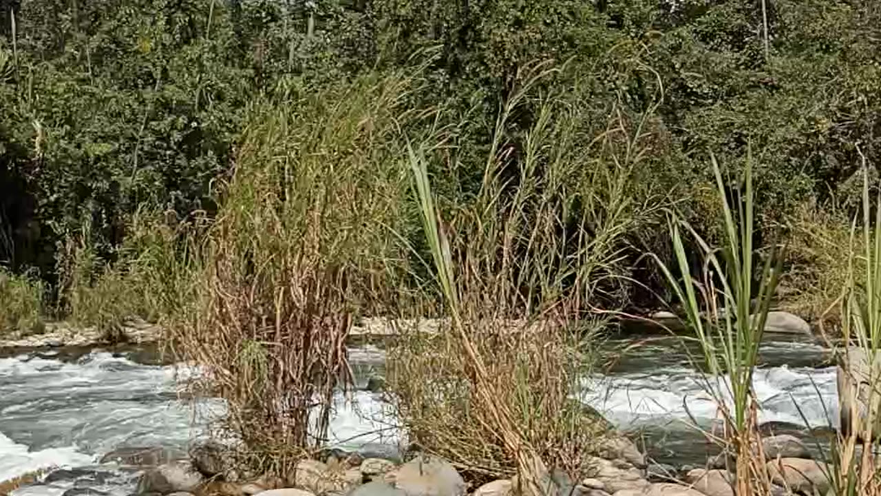 Small Stream in beautiful Costa Rica