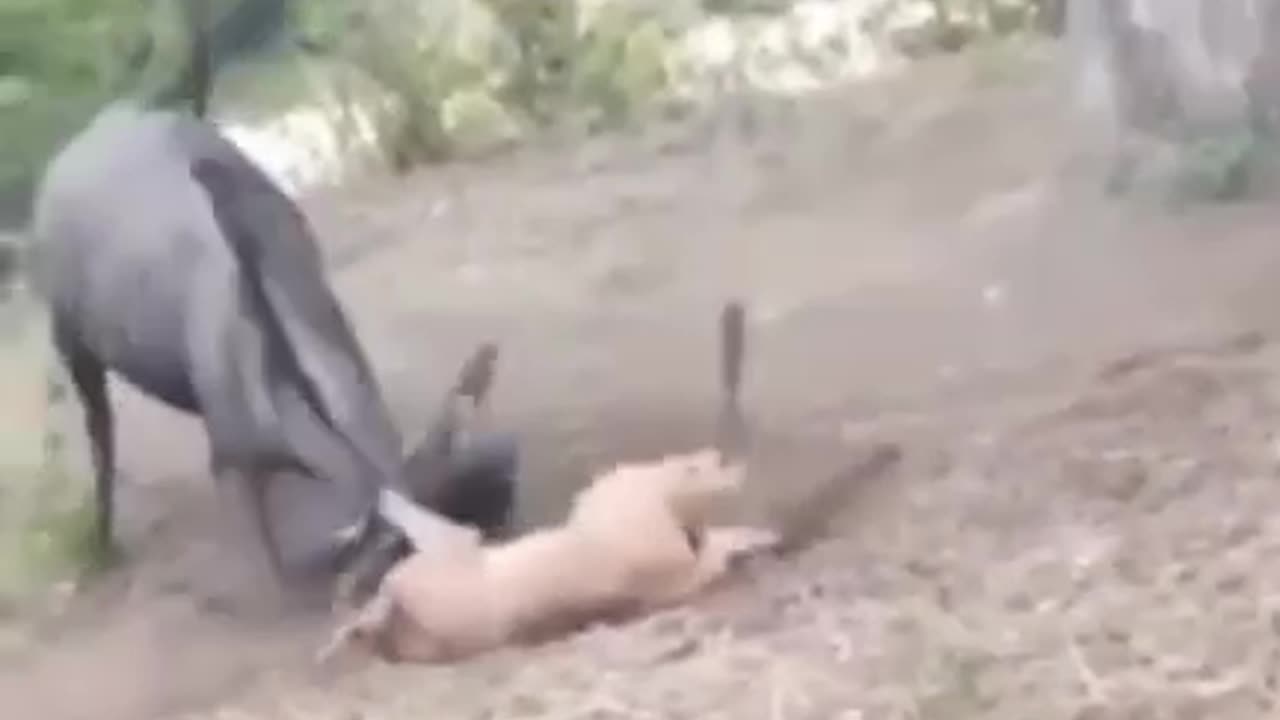 A real mother among the antelopes helped the baby.