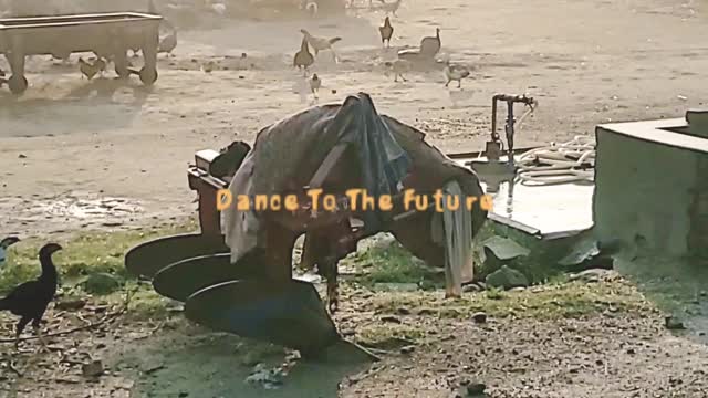 Village Morning in Pakistan
