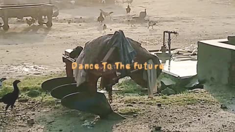 Village Morning in Pakistan