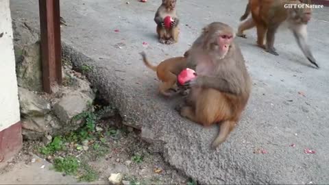 Monkey
