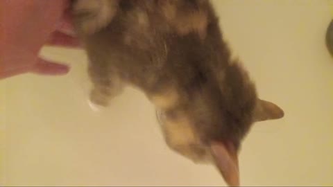 Jasmine Licking the Water From The Bottom of the Tub