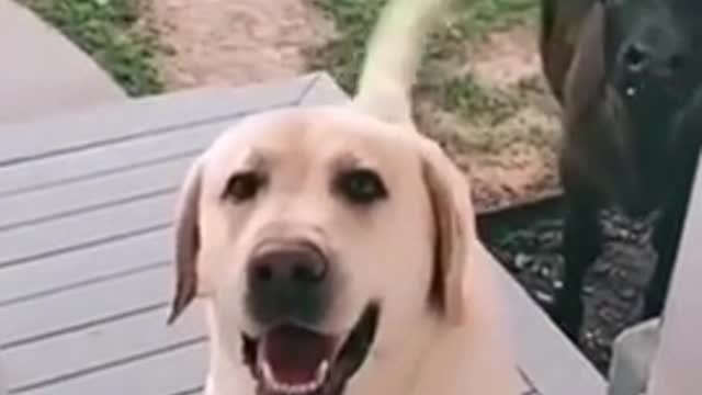 Dog Invites Friend Cow To Play In House