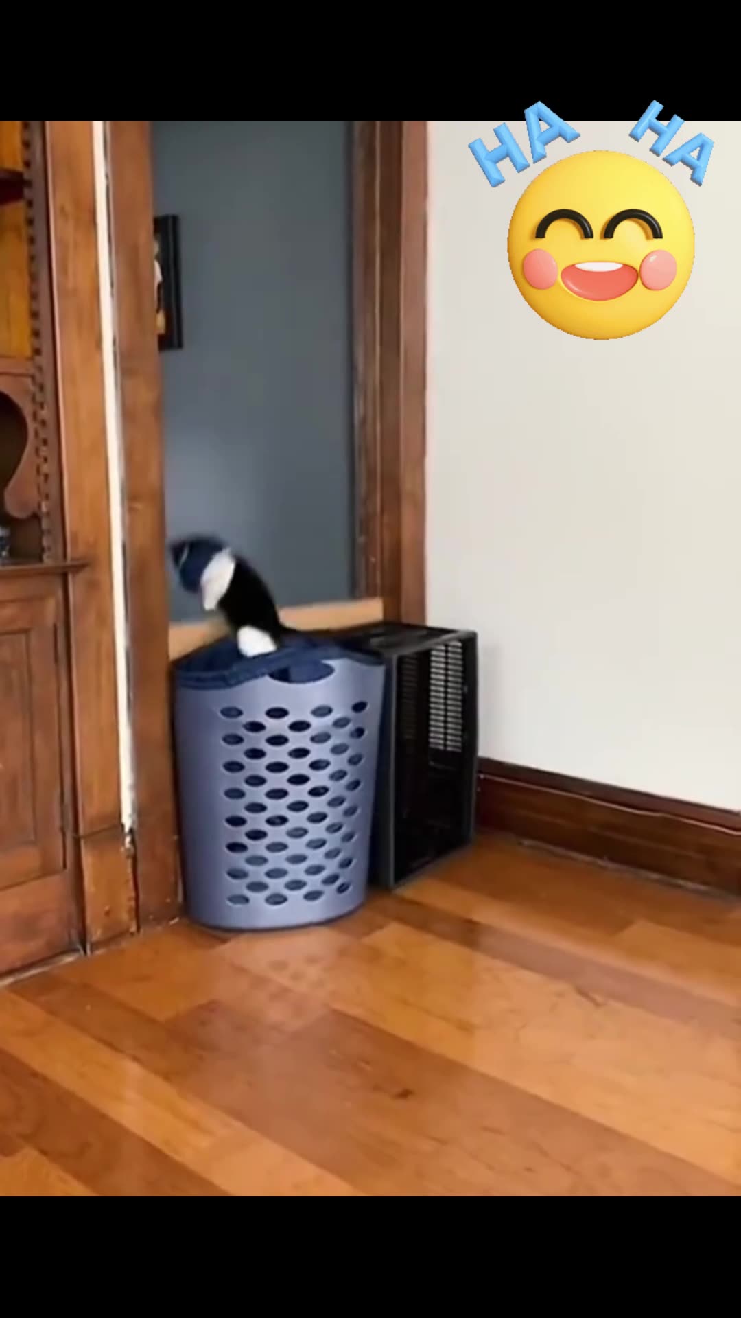 cat funny moments