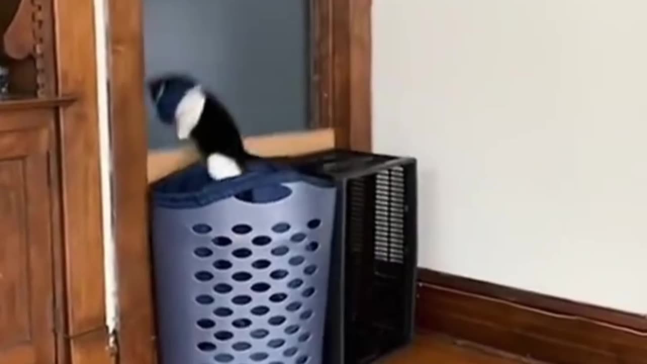 cat funny moments