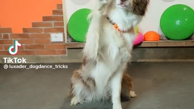 A Dog 🐕🐕 tricks