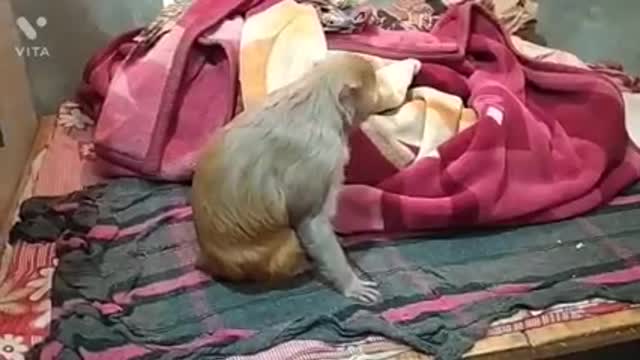 Funny monkey