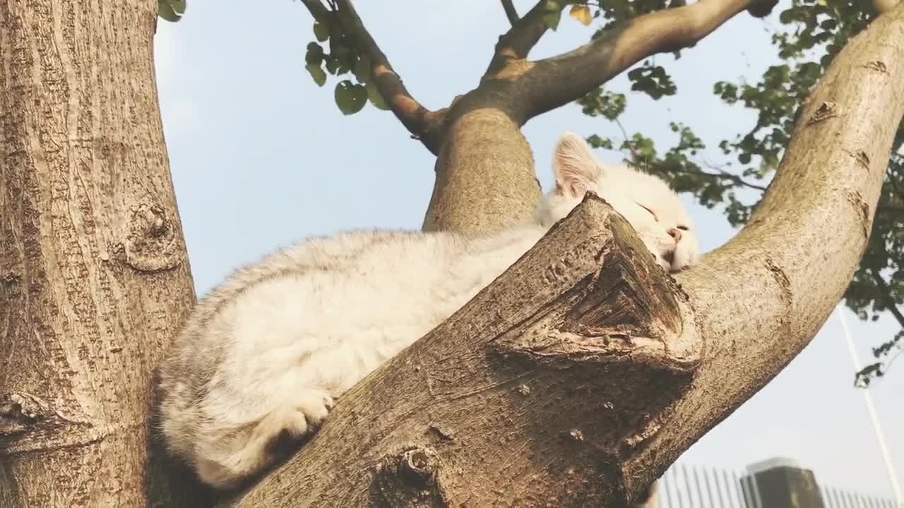 There is a cat on the tree