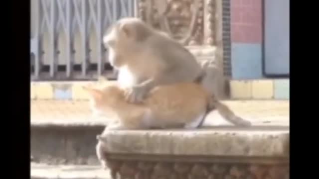 Tiger Pub Jump | Viral Animals Video Clip | Funny Animals YouTube #Shorts