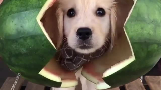 Baby Dog Video Stories Worth Reading Right Now