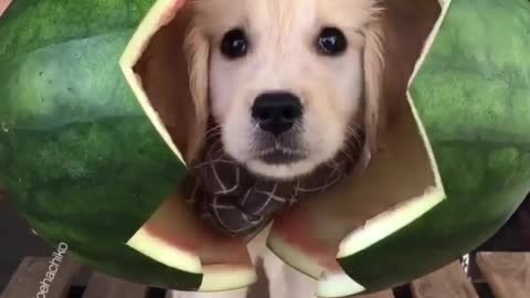 Baby Dog Video Stories Worth Reading Right Now